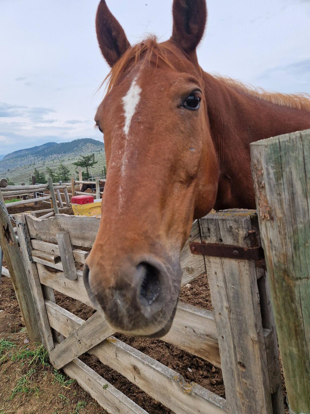 The first horse that came to greet me