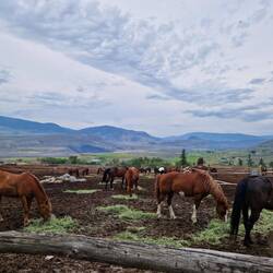 The horses at the ranch