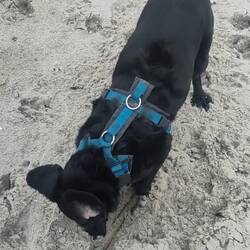 Chewie muss etwas Energie ablassen