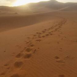 My footprints from earlier....