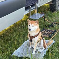 Mica beobachtet wachsam die Hirtentunde.