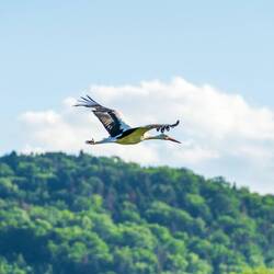 Die Störche sind auf Jagd