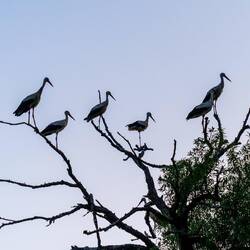 Das war wohl mehr als nur ein Storchenpaar....