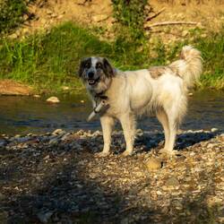 Der Hirtenhund mochte Mica nicht!