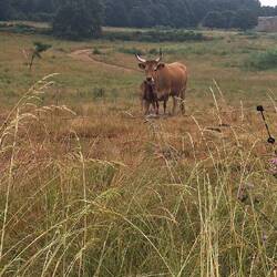 And...a cow 😆