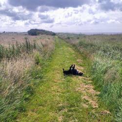 Chewie genießt das Leben 😅