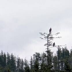 Bald Eagles sitting at the entrance to Big Bay watching all the boats.