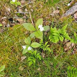 Siebenstern Blume, ähnlech wie üsi Geisseblüemli