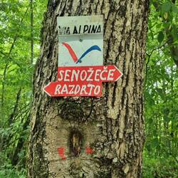 Und es gibt sie doch! Mein erstes offizielles Zeichen der Via Alpina!