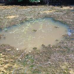 Als wäre ein Teich im Kanal