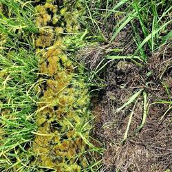 Links rijstplantjes, rechts het wandelpad, tussenin een strook lauw water met "organismen" mèt geur