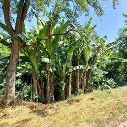 Euh? Hallucinatie? Zeker niet.... bananen !