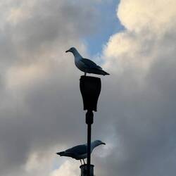 Nervensägen am Morgen 🤨