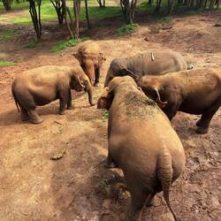 Kham La and her herd at the Skywalk.
