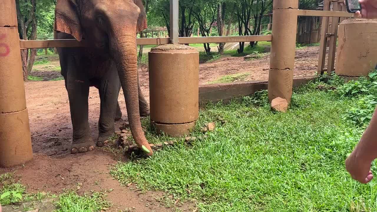 Kham La and her herd at the Skywalk.