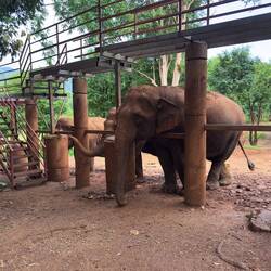 Kham La and her herd at the Skywalk.