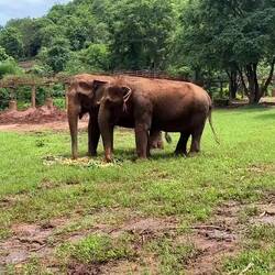 Kham La and her herd coming in to feed on a pile of food we left in the field.