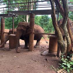 Kham La and her herd at the Skywalk.