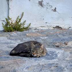 Unbeeindruckte Katze