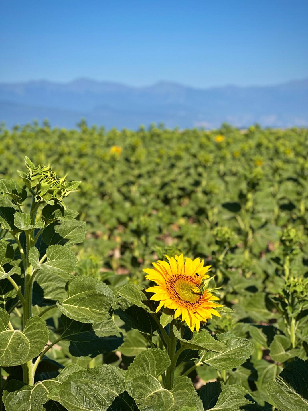 Zuerst Sonnenblumenfelder