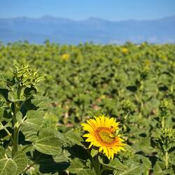 Zuerst Sonnenblumenfelder