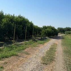 Ohrenbetäubendes Zikaden-Konzert