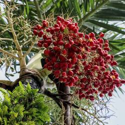 The "Christmas Palm" is a typical decorative palm tree, with easily recognizable fruits.