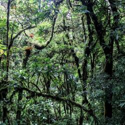 "Bosque nuboso", an example of "cloud forest" can be seen in Monte Verde.