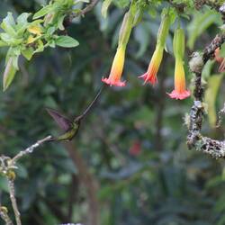 Sword-billed Hummingbird