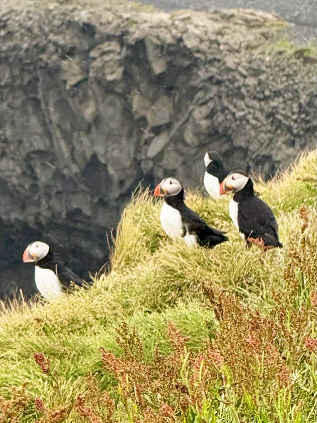 Puffins!