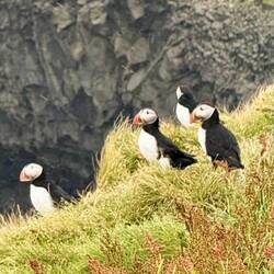 Puffins!