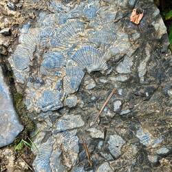 Auf den pepflasterten Wegen werden oft Fossilien gesehen