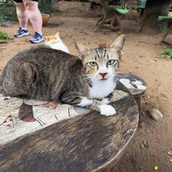 Cat Kingdom at Elephant Nature Park.
