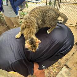 Kitty on Jeff's back.