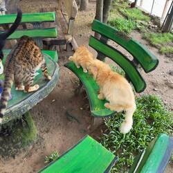 Cat Kingdom at Elephant Nature Park.
