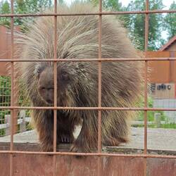 Sogar ein Stachelschwein - noch nie gesehen in freier Wildbahn