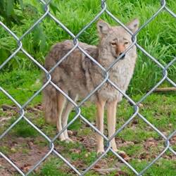 Coyoten - sieht man auch gelegentlich in Natura - aber meist zu weit weg zum fotografieren