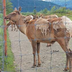 Das Winter-Fell hängt noch dran