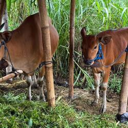 Es gibt doch noch richtige Kühe.
