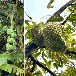 Banane & Stinkfrucht (Durian)