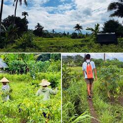 Chiliernte ist in vollem Gange