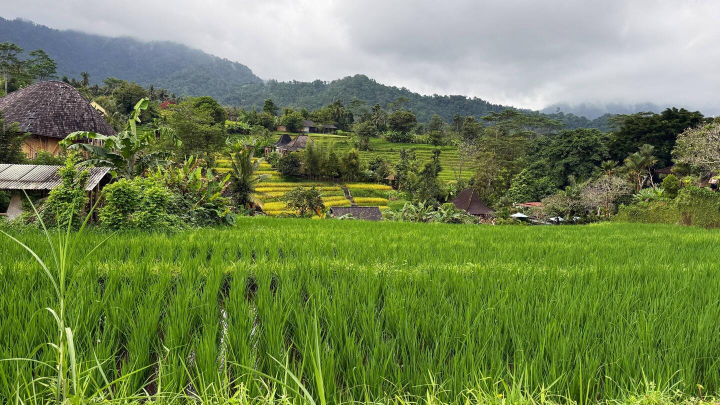 Das erste Reisfeld erblickt