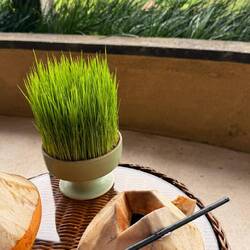 Frische Kokosnussmilch 😋