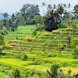 Reisfelder erntereif und kurz vor der Ernte.