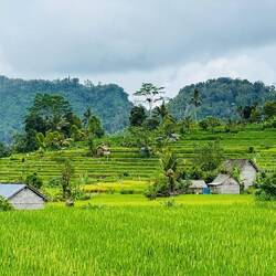 Reisfelder soweit das Auge reicht.