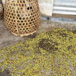 Gewürznelken werden getrocknet, von einem Kampfhahn bewacht.