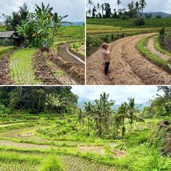 Nach der Ernte wird heute oft mit japanischen Kuh 🚜 das Feld gepflügt, vorbereitet & neu bepflanzt 🌶️
