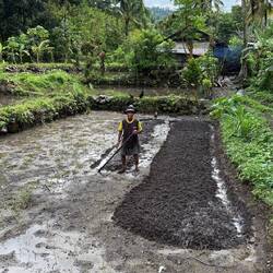 Der Bauer bereitet das Feld vor für die Aufzucht von Reissetzlingen