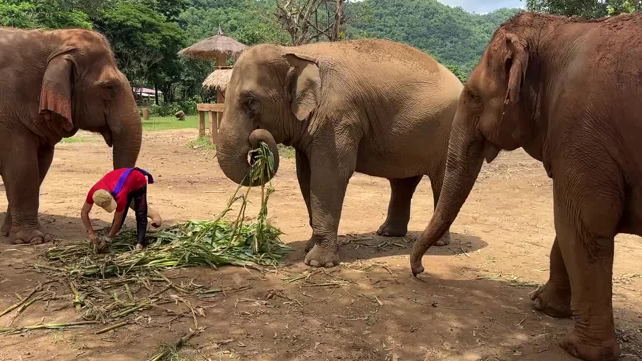 Elephant Nature Park.