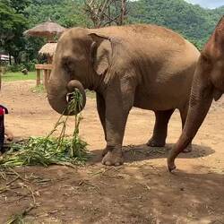 Elephant Nature Park.
